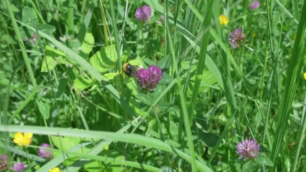 Bumblebee Drinking Nectar Clover Flower Meadow — Stockvideo