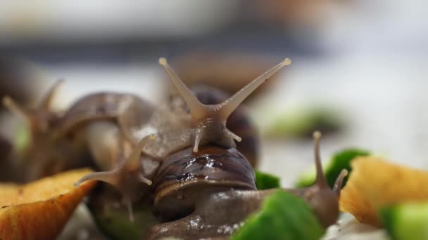 Rout Giant Snails Secreting Mucus Slime Crawl Fruit — ストック動画