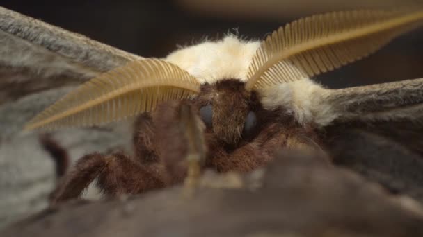 Lepidopterophobia Fear Butterflies Moths Largest Moth Macro Shot — Wideo stockowe