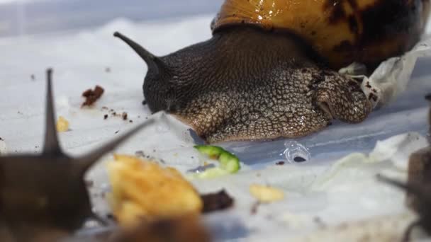 Giant Snail Secretes Mucus Slime Help Devour Piece Tissue — Vídeo de stock