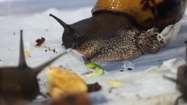 Giant Snail Secretes Mucus Slime Help Devour Piece Tissue — Vídeo de Stock