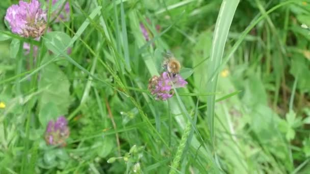 Close Pan Shot Bumblebee Working Purple Clover Flower — Stockvideo