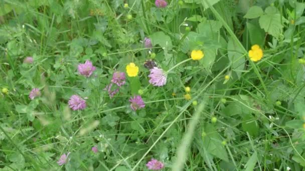 Bumblebee Collecting Nectar Clover Plant — Stockvideo