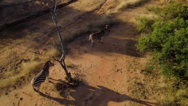Zebras Savanna Bush Habitat Exotic African Safari Track Aerial — Vídeos de Stock