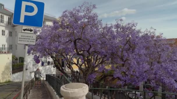 Purple Tree Known Jacaranda Blue Jacaranda Black Poui Nupur Fern — Stock Video