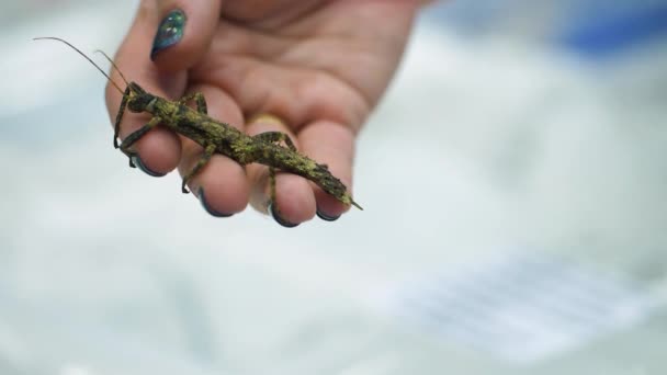 Slow Motion Lady Colourful Nails Holding Stick Insect Her Hand — Stock Video