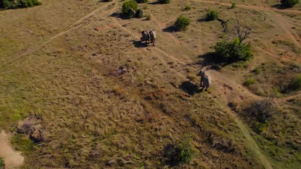 Αφρικανική Elephant Herd Λάσπη Στην Άγρια Savanna Μπους Τοπίο Εναέρια — Αρχείο Βίντεο