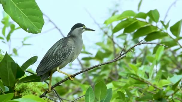 Striated Heron Bird Mangrove Heron Little Heron Green Backed Heron — Wideo stockowe