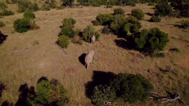 Wild Elephants Grazing South African National Park Savanna Aerial — ストック動画