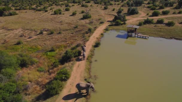 Elephant Herd Drinking African Wildlife Reserve Landscape Aerial — Video