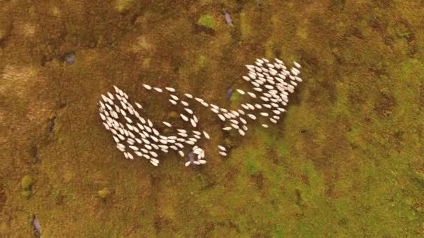 Cinematic Aerial Drone Shot Dog Herding Sheep — Stockvideo
