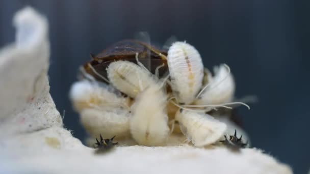 Μια Στοίβα Από Εκκολαπτόμενες Κατσαρίδες Σέρνονται Πάνω Στη Μητέρα Τους — Αρχείο Βίντεο