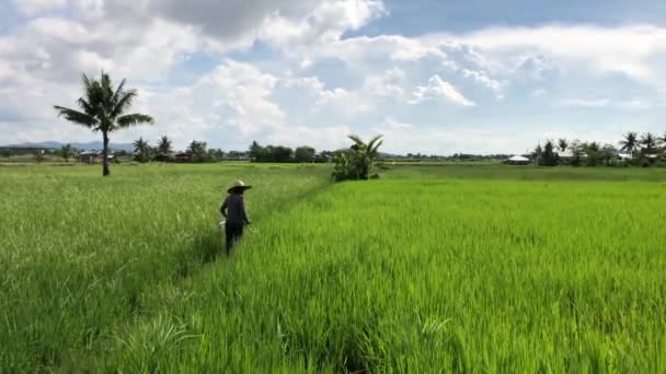 Local Farmer Checks His Crops Walking Beautiful Landscape Calm Skies — Stock video