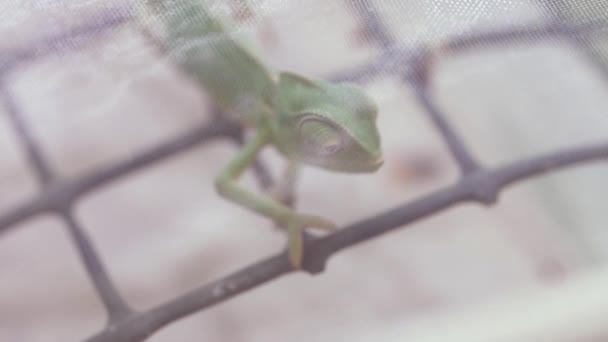 Light Green Chameleon Looking Vulnerable Clear Plastic Container — Vídeo de Stock