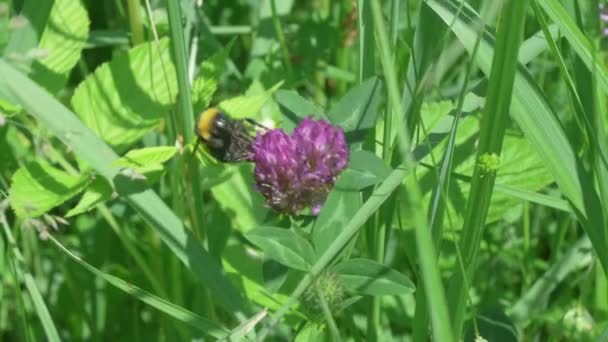 Close Bumblebee Drinking Nectar Clover Flower Meadow — Stock video