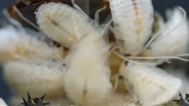 Freshly Hatched Litter Baby Hissing Cockroaches Crawling Mother — Vídeo de Stock