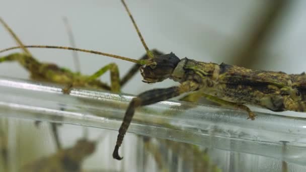 Macro Clip Stick Insect Crawling Edge Container — Vídeo de Stock