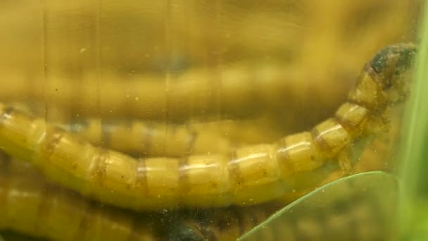 Macro Container Green Headed Zophobas Worms Eating Rotting Slimy Food — ストック動画