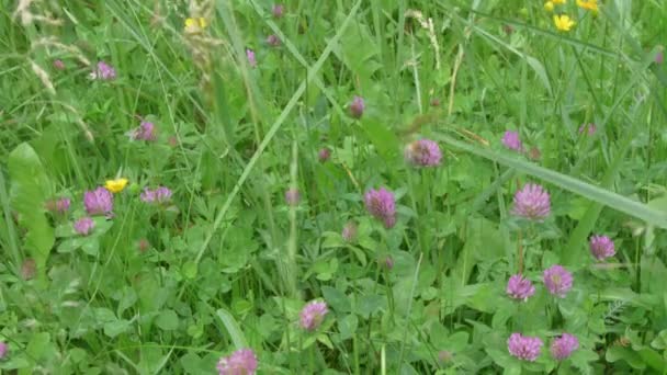 Bumblebee Flying Clover Clover Collect Pollen — Wideo stockowe