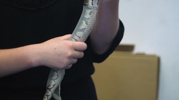 Slow Motion Lady Holding Snake She Helps Shed Its Skin — Vídeo de stock