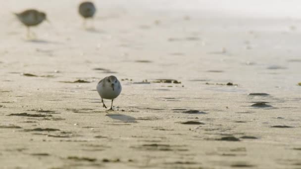 Птицы Slow Motion Calidris Alba Ищут Еду Пляже — стоковое видео