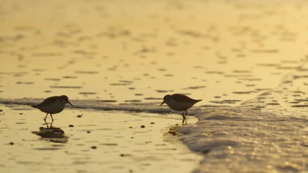 Slow Motion Shot Calidris Alba Birds Feeding Beach Golden Sunlight — Stok video