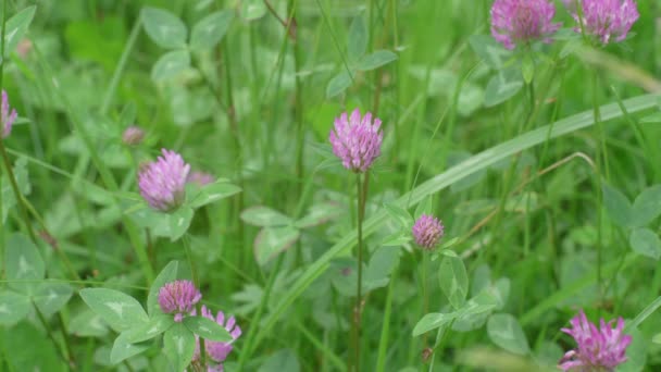 Purple Clover Flowers Florescence Meadow — Vídeos de Stock