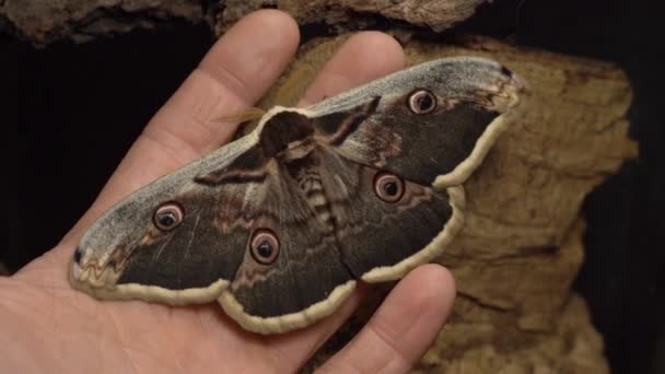 Moths Human Hand Heat Flight Muscles Vibrating Wings — Stockvideo