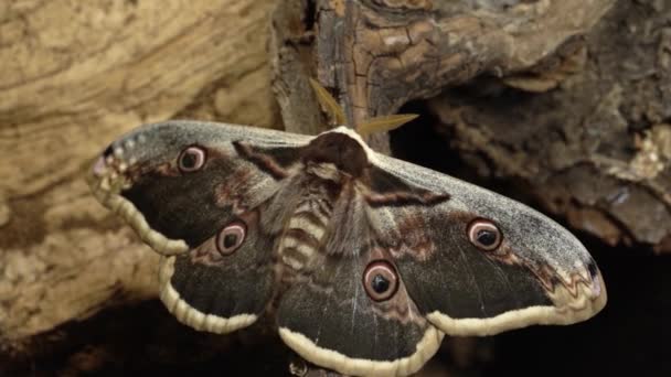 Male Saturnia Pyri Largest European Moth Tree Bark Close — 图库视频影像