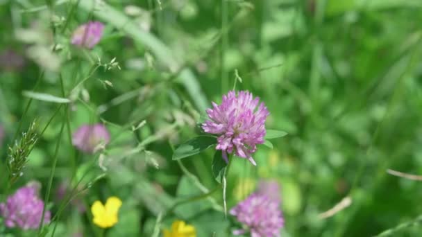 Purple Clover Flower Stands Out Green Meadow — Vídeo de Stock