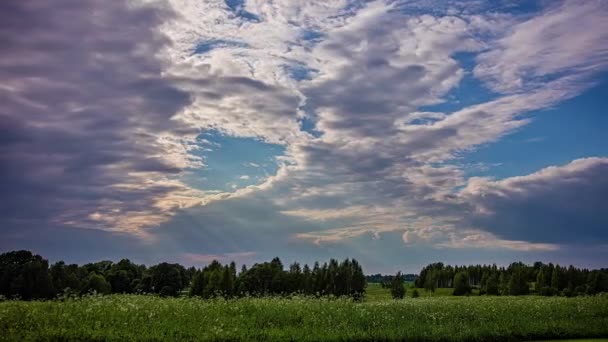 Static Shot White Clouds Blowing Trees Surrounded White Flowers Green — Video Stock