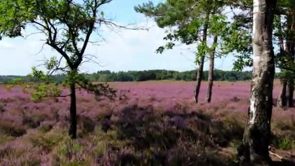 Beautiful Flowering Heath Fields Sunny Day Veluwe National Park Netherlands — 图库视频影像