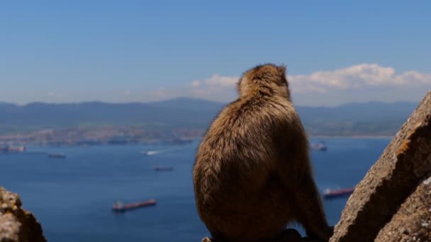 Lone Barbary Macaque Sitting Top Rock Extensive Sea View Gibraltar — 비디오