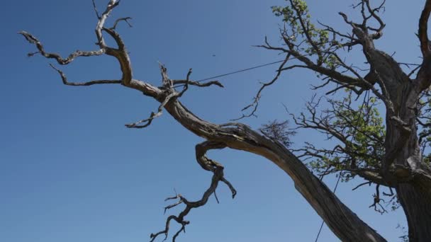 Thousand Year Old Oak Tree Slow Motion Orbit — Stok video