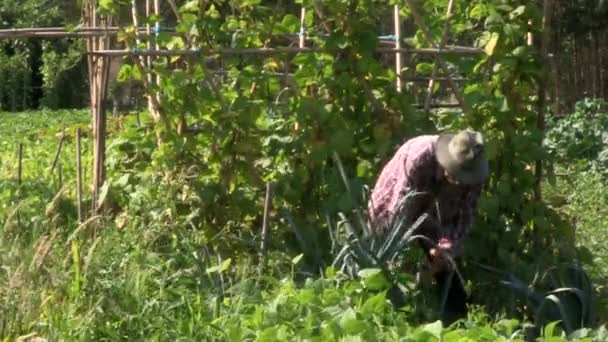 Farmer Cleaning Weeds Onions — Video Stock