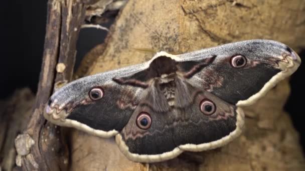 Male Giant Peacock Moth Saturnia Pyri Rock Close — Stock videók