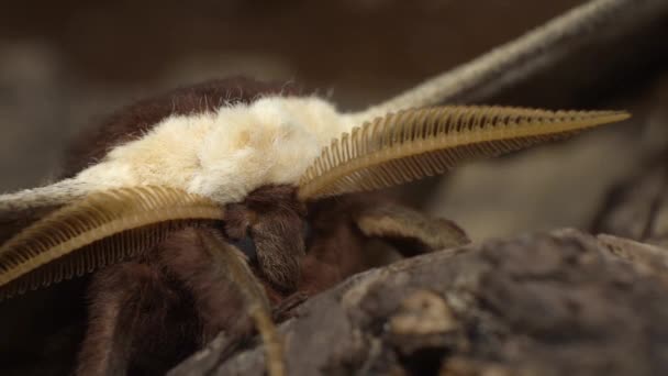 Male Saturnia Pyri Can Easily Recognized His Comb Shape Antennae — Stok video