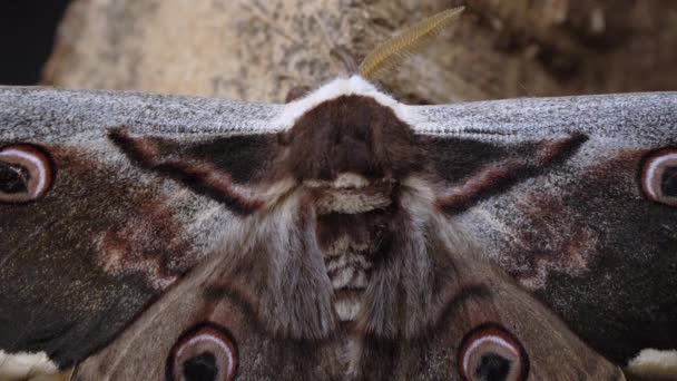 Scales Detail Giant Peacock Moth Largest European Butterfly Macro — Stock videók