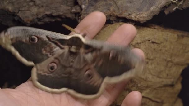 Giant Moth Finger Flapping Wings Fly Macro Slow Motion Top — Vídeos de Stock