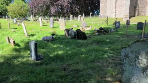 Graveyard Andrew Medieval Church Aysgarth Yorkshire Dales National Park — Wideo stockowe