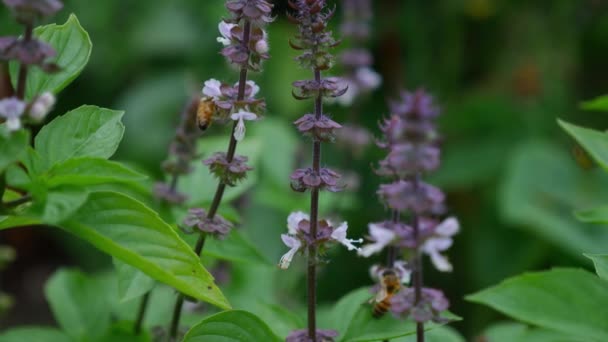 Hovering Bees Flower Stems Sweet Basil Qld Australia Selective Focus — 비디오