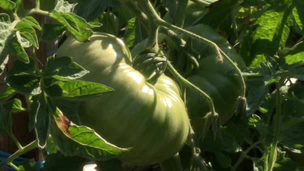 Two Large Green Tomatoes Hanging Branch Tomato Plant — Wideo stockowe