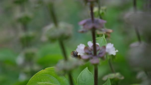 Bee Perch Sweet Basil Flowers Shallow Depth Field Selective Focus — ストック動画