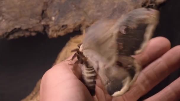 Largest European Moth Flying Away Human Hand Close — Vídeo de stock