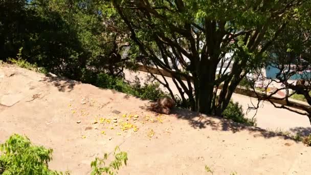 Monkey Sitting Shade Tree Sunny Day Gibraltar Handheld — Stock videók