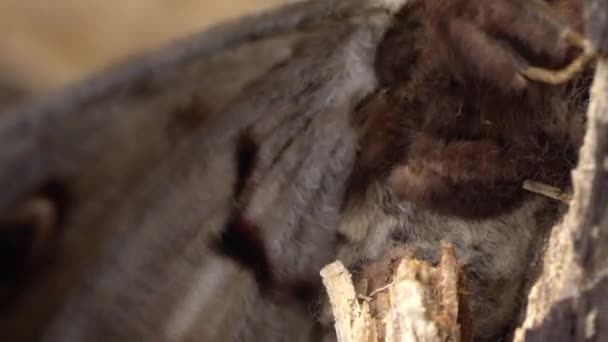 Macro Shot Male Giant Moth Flapping Wings — Video