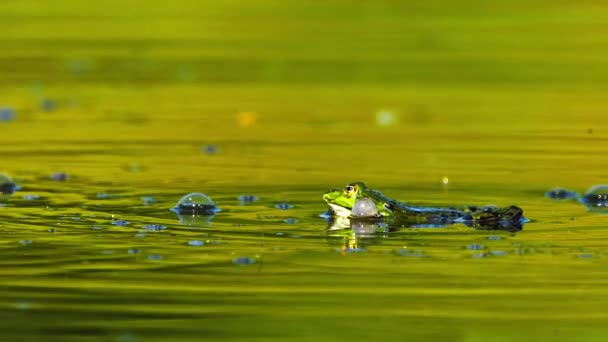 Marsh Frog Inflating Vocal Sacs Croaking Swimming Green Pond Selective — ストック動画