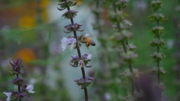 Australian Bee Pollinating Purple Basil Flower Close — 图库视频影像