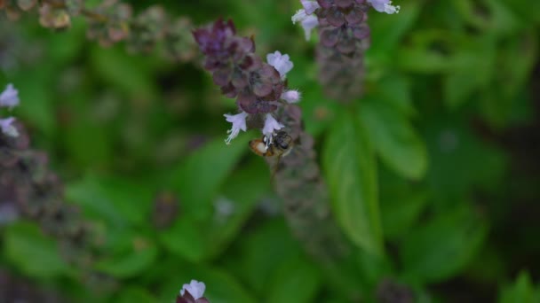 Australian Bee Pollinate Blooming Basil Flowers Selective Focus Shot — Stockvideo