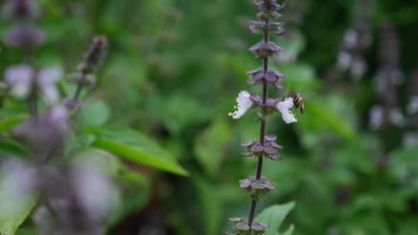 Flying Bee Basil Flower Spikes Bokeh Background Selective Focus Shot — Vídeo de Stock